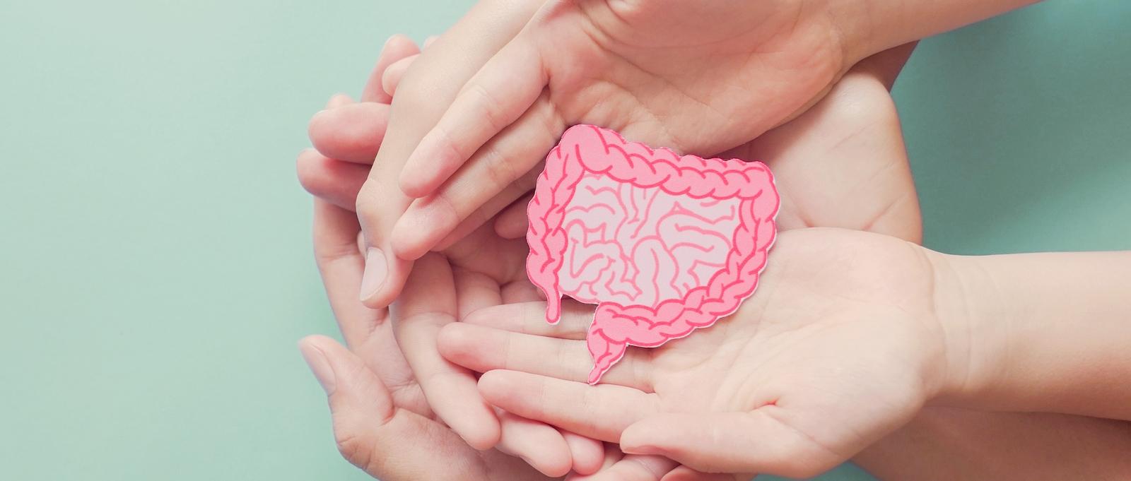 Hands holding a cardboard cut out of a gut