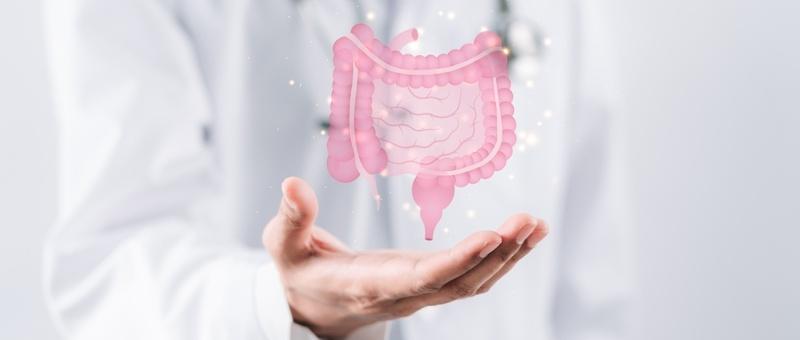 Medical professional's hand holding a digital hologram of the human intestinal system in pink against white background.