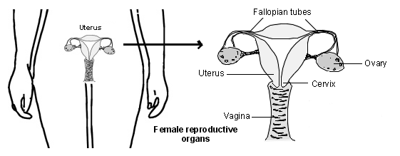 Female reproductive organs