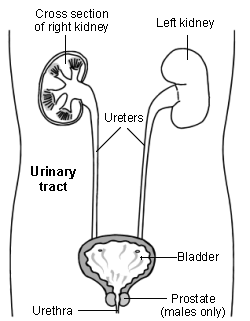 Urinary tract