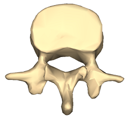 Lumbar vertebra 1 inferior surface