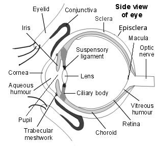 Side view of the structure of the eye to understand colour blindness