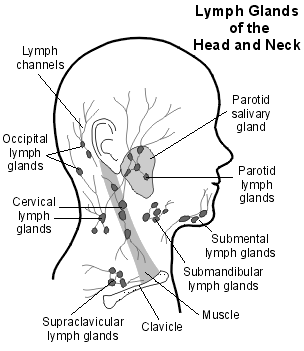 Lymph glands - head and neck