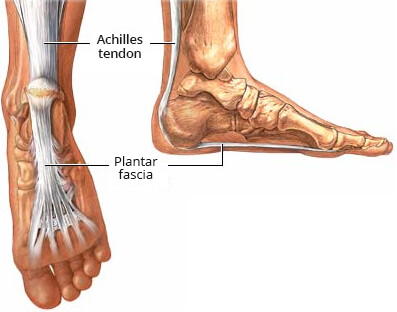 Plantar fascia and Achilles tendon