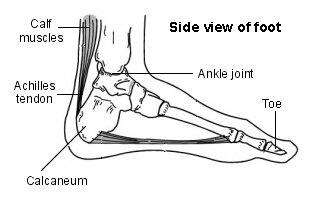 Foot - Achilles Tendon