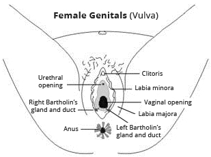 female reproductive system diagram