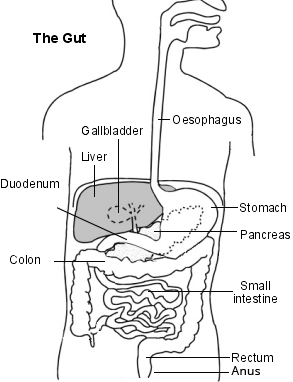 The Gut - simple