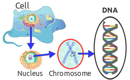 DNA in Eukaryote cell