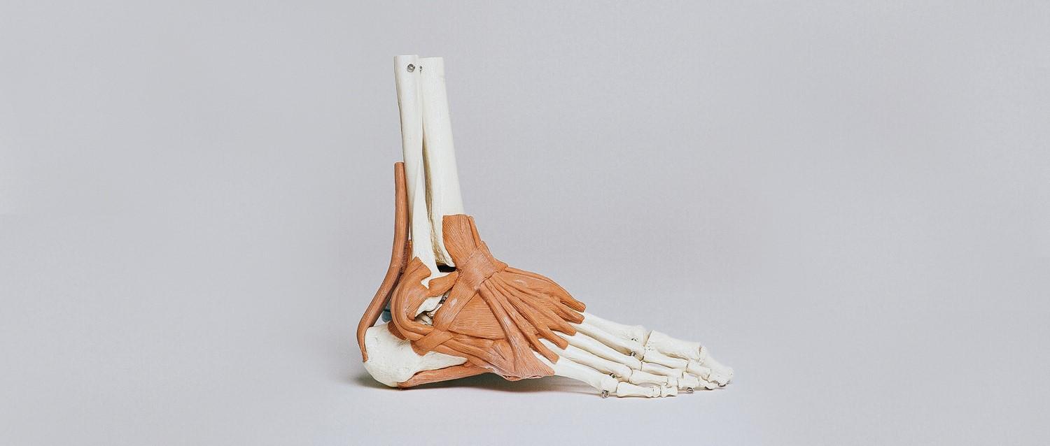 Anatomy of the foot
