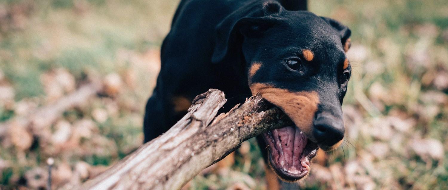 Everything you need to know about the rabies jab