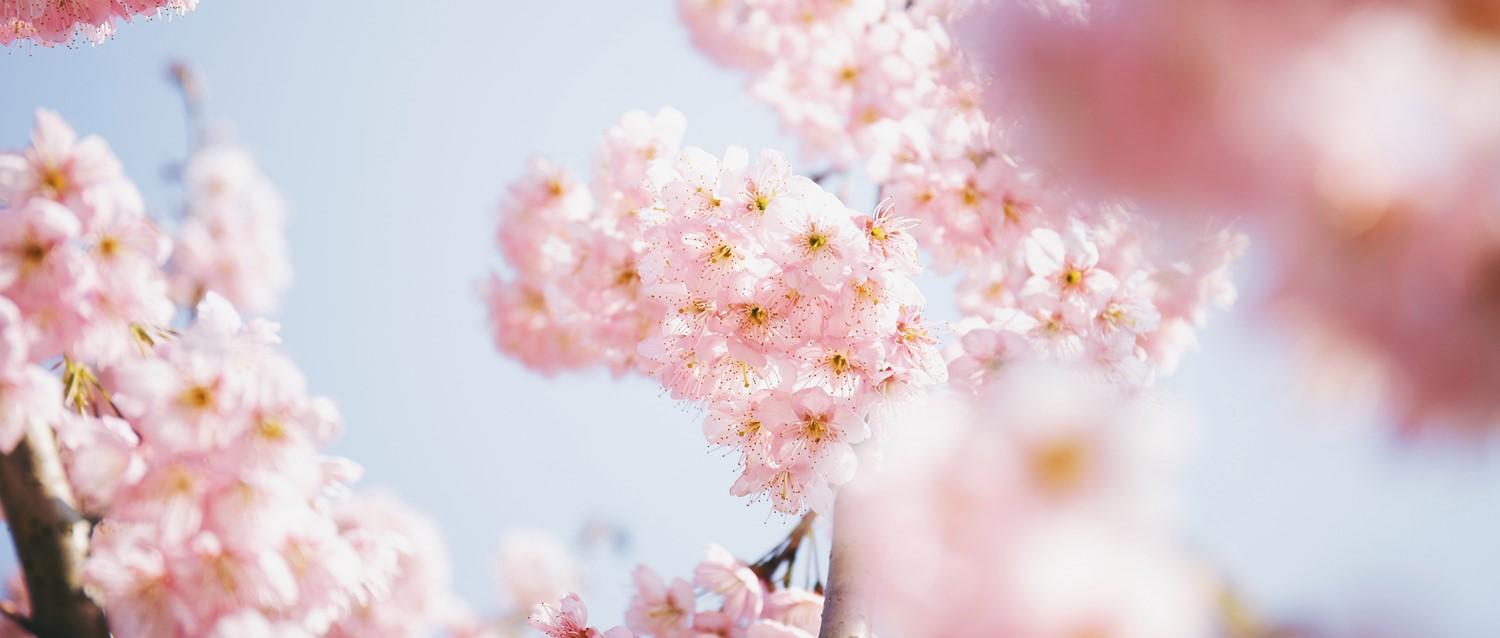 How to find the right treatment for your hay fever