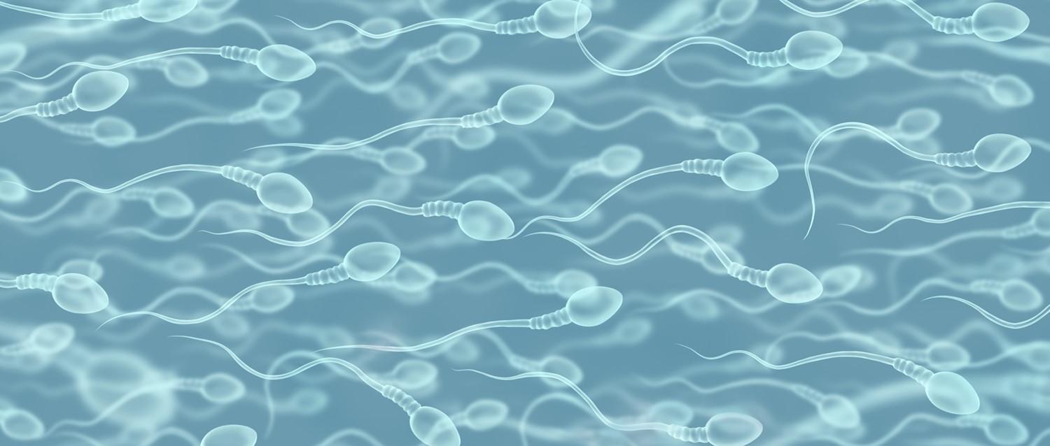 Scientists develop sperm separation method for sex selection