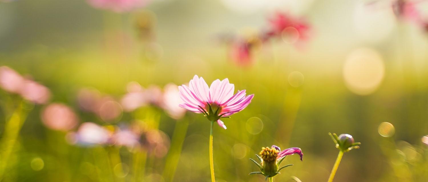 hay fever tablets when