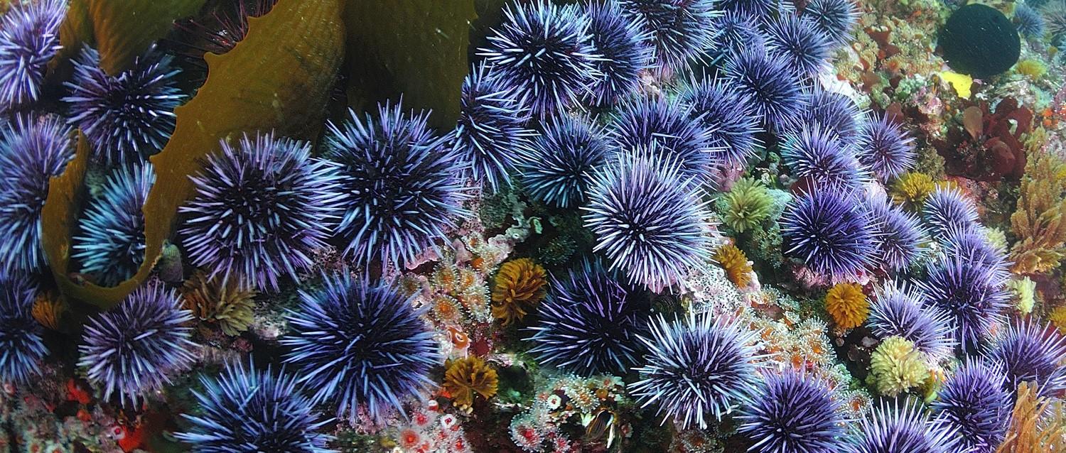 What to do if you're stung by a sea urchin
