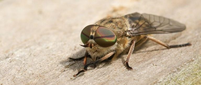 How to treat a horsefly bite