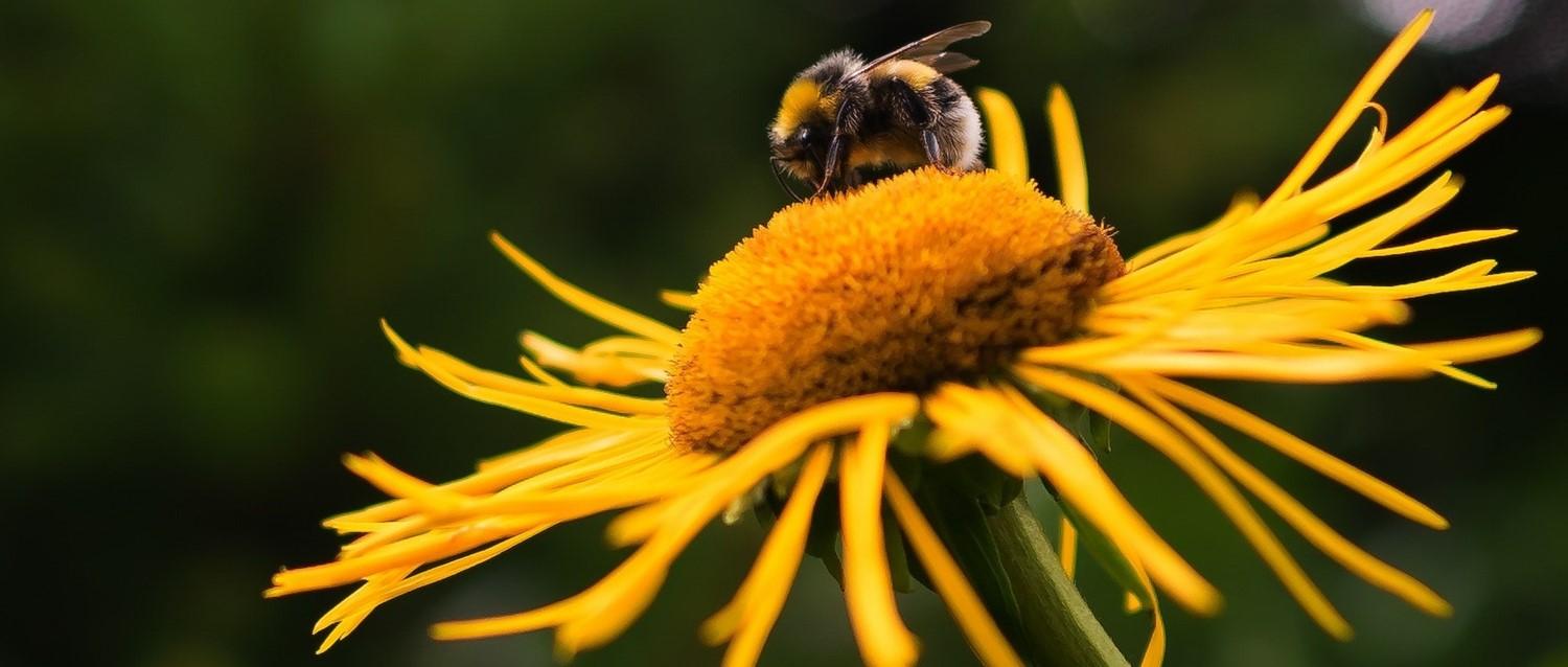 5 benefits of bees for your health