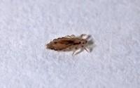 Head louse